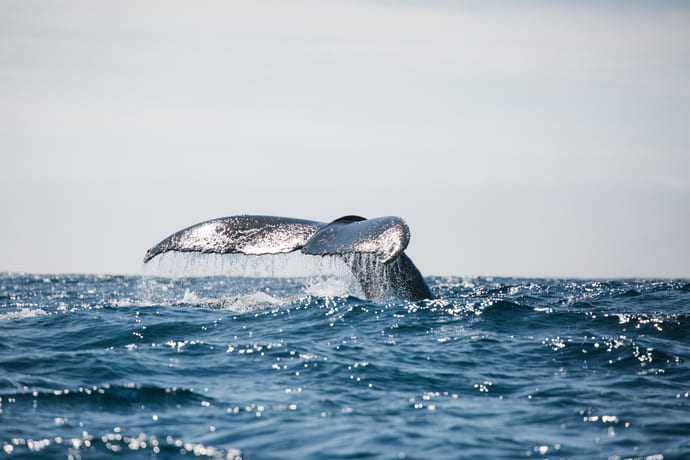 Whale during crossing